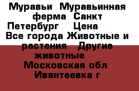 Муравьи, Муравьинная ферма. Санкт-Петербург. › Цена ­ 550 - Все города Животные и растения » Другие животные   . Московская обл.,Ивантеевка г.